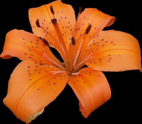 Orange Lily Flower, Flower Png Images, Art Alevel, Makeup Hacks Beauty Secrets, Image Stickers, Flower Icons, Floating Flowers, Nothing But Flowers, Purple Lilac