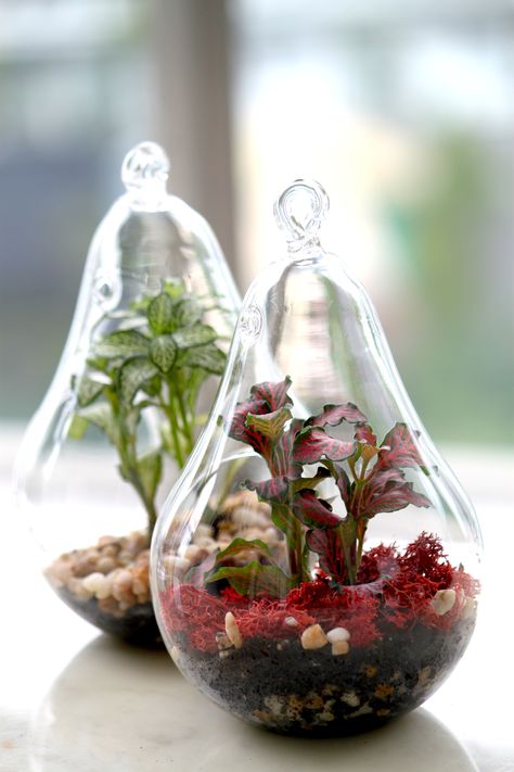 Beautiful terrariums for Valentine's day Terrarium Ideas, Beautiful Terrariums, Terrarium, Valentine's Day, Valentines Day, Valentines, Plants