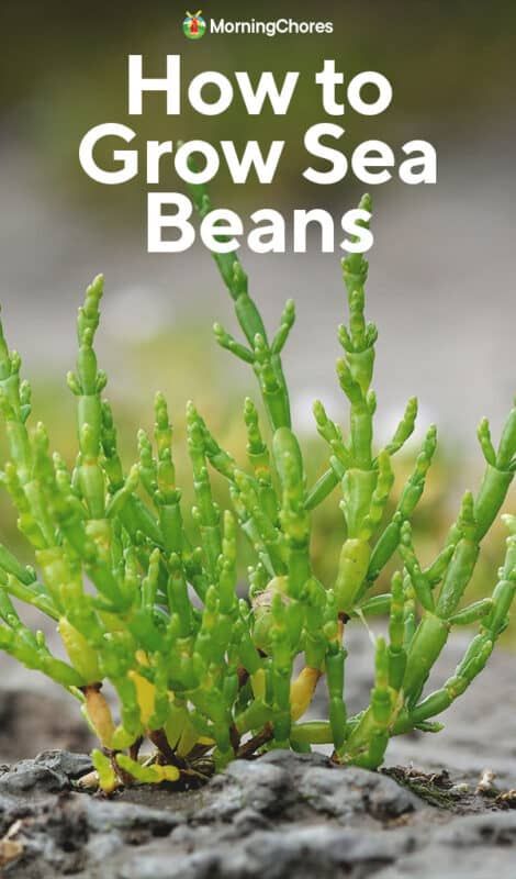 Growing Sea Beans: How to Grow, Plant, and Care for Glasswort Sea Asparagus, Morning Chores, Sea Beans, Bean Plant, Easy Plants, Cactus And Succulents, Fish Dishes, Natural Environment, In The Flesh