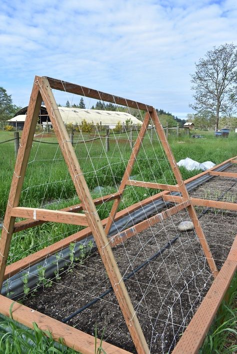 A-Frame Trellis - DIY -  For Peas and... Cucumbers? A Frame Trellis, Compost Tea Recipe, Cucumber Trellis Diy, Trellis Diy, Pea Trellis, Growing Peas, Trellis Netting, Cadre Diy, Cucumber Trellis