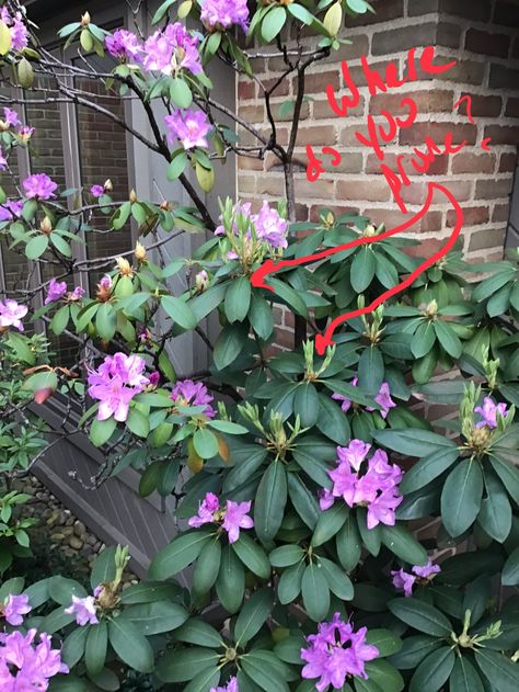 Rhododendron Pruning, deadheading, and branch health - Ask Extension Rhododendron Hedge, Rhododendron Care, Deadheading, Flower Bud, Growing Flowers, Hedges, Plant Care, Our Home, Yard