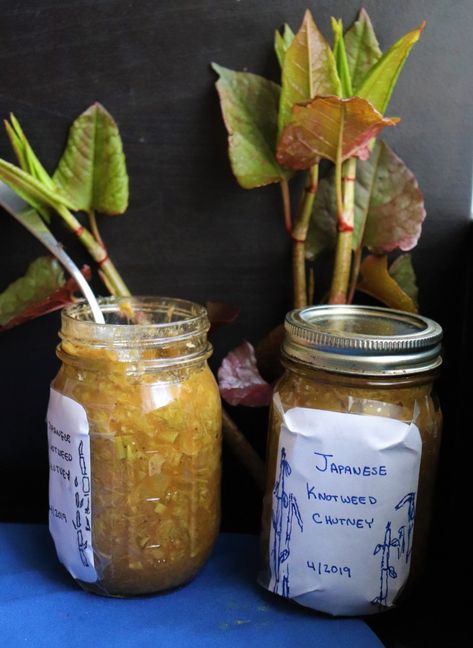 Invasive Japanese Knotweed Vegan Chutney - Very Vegan Val Vegan Chutney, Japanese Vegan, Magical Food, Japanese Knotweed, Cafe Recipes, Living Sustainably, Preserving Foods, Fermented Pickles, Spring Food