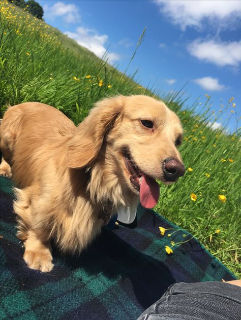 Golden Retriever Sausage Dog, Long Hair Golden Daschund, Golden Sausage Dog, Long Hair Dauchand, Golden Doxies, Long Hair Dashunds, Golden Dashhound, Dauchsands Long Hair, Golden Weiner Dog