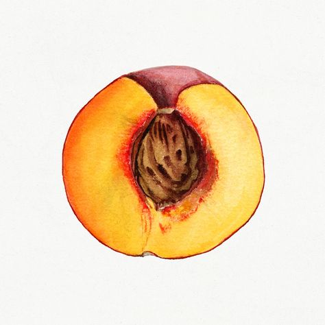 Peach Home Decor, Kitchen Wall Art Vintage, Peach Vintage, Peach Illustration, Fruit Kitchen, Pure White Background, Vintage Illustration Art, Free Illustration Images, Peach Fruit