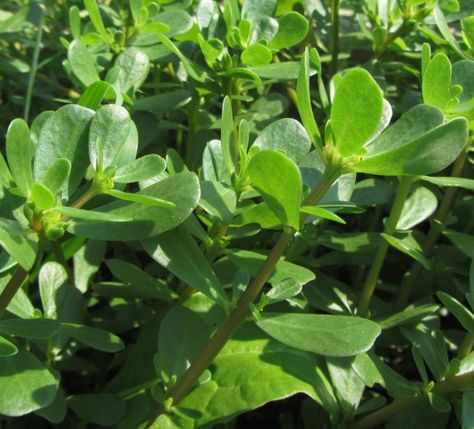 You all have this growing in your garden.  It's called Purslane. It is native in India and Perisia, and has marked its territory as an invasive (edible) weed all over the United States - and all over most of the world.  The great thing about purslane is that it can be grown in any soil Succulent Leaves, Portulaca Oleracea, Watercress, Herb Seeds, Caicos Islands, Omega 3, Garden Seeds, Turks And Caicos Islands, Trinidad And Tobago