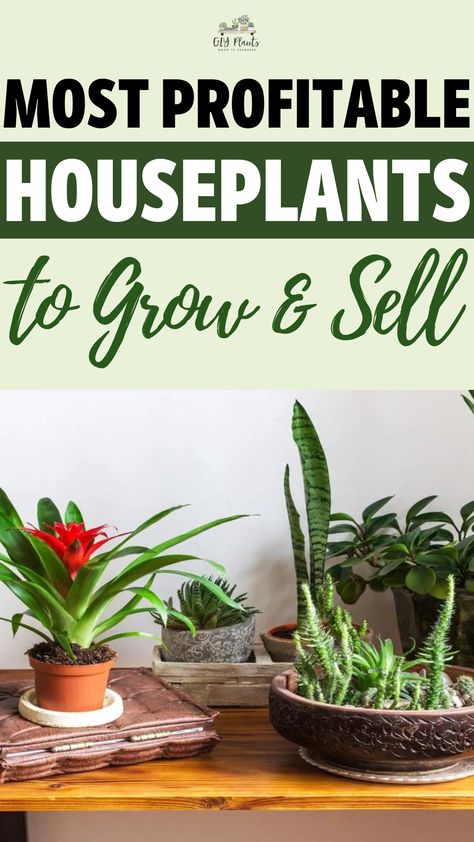 Most Profitable Houseplants to Grow & Sell Selling Plant Cuttings, At Home Plant Nursery, Selling Propagated Plants, Diy Plant Nursery, Plant Sale Ideas Diy, Most Profitable Plants To Grow, Selling Plants Online, Best Plants To Grow And Sell, How To Sell Plants Online