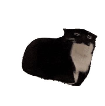 Cat Animated, Pusheen Cute, Black Cat Sticker, Discord Pfps, Lil Boy, Best Profile Pictures, Silly Images, Cute Cat Gif, Silly Animals