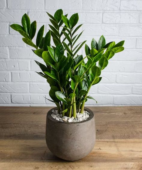 Green Plants Delivered Long Island NY | QG Floral & Landscape Japanese Indoor Plants, Plant Reference, Vertical Garden Plants, Low Maintenance Indoor Plants, Church Reception, Tattoo Plant, Low Light Indoor Plants, Zz Plant, Cat Ideas