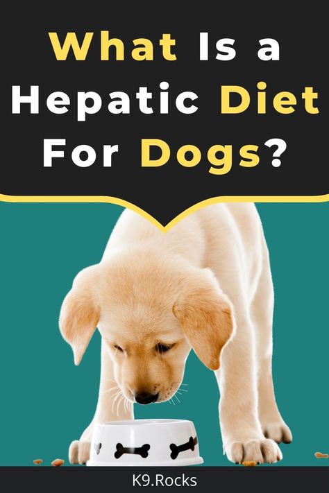 Hepatic Diet For Dogs, Homemade Dog Food For Liver Issues, Hepatic Dog Food Recipe, Dog Upset Stomach, Diet For Dogs, Easy To Digest Foods, Low Protein Diet, Liver Issues, Liver Diet