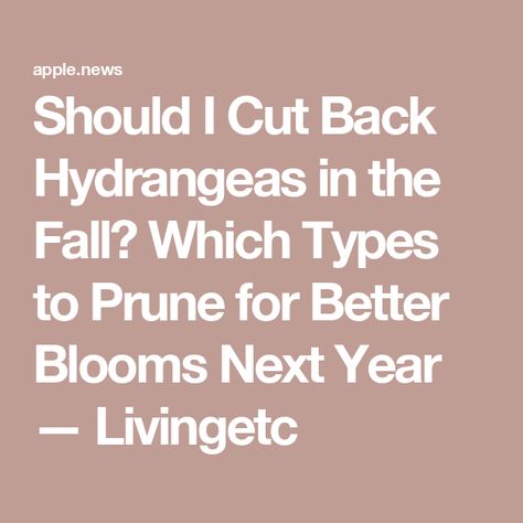 Should I Cut Back Hydrangeas in the Fall? Which Types to Prune for Better Blooms Next Year — Livingetc Prune Hydrangeas, When To Prune Hydrangeas, Limelight Hydrangea, Planting Hydrangeas, Patio Plants, Fall Outdoor Decor, Gardening For Beginners, In The Fall, Pretty Flowers