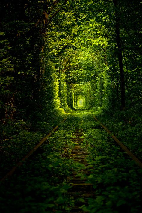 Tunnel of Love in Ukraine (Kleven village forest) - nature overgrows the train track, but the train keeps a route through Floral Tunnel, Tunnel Of Love Ukraine, Tree Tunnel, Tunnel Of Love, Natural Landscapes, Awesome Pictures, Summer Bucket, Reykjavik, Angkor