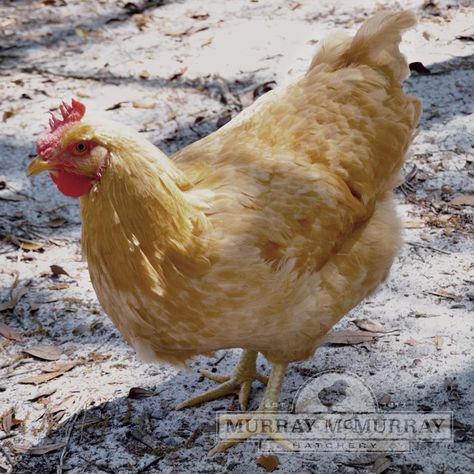 Barred Plymouth Rock, Barred Rock Chickens, Plymouth Rock Chicken, Barred Rock, Brown Egg, Poultry Equipment, Day Old Chicks, Plymouth Rock, Brown Eggs