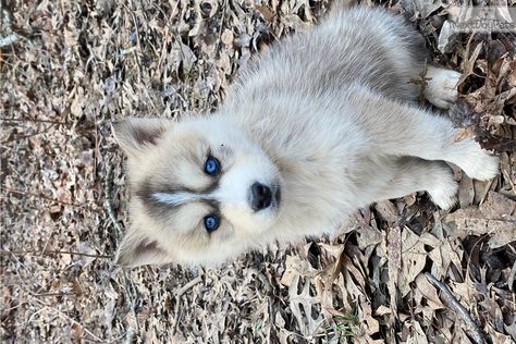 Wolf Hybrid Puppies, Husky With Blue Eyes, Puppy List, Male Gender, Male Male, Wolf Hybrid, Siberian Husky, Puppies For Sale, Blue Eyes