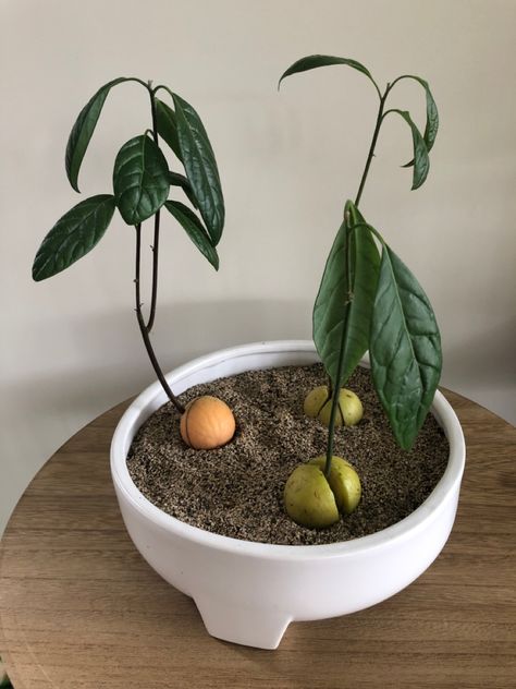 Avocado seeds potted as indoor plant. Plant An Avocado Seed, Avocado Bonsai, Avocado Plant From Seed, Gardener Aesthetic, Outdoor Gardens Landscaping, Gardening Aesthetic, Avocado Plant, Grow Avocado, Avocado Seed