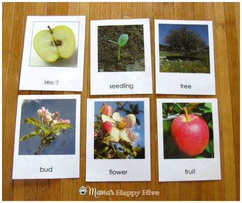 Apple Tree Life Cycle, Life Cycle Of An Apple, Felt Apple, Preschool Apple Theme, Apple Life Cycle, Tree Buds, Life Cycles Activities, Apple Preschool, Tree Seedlings