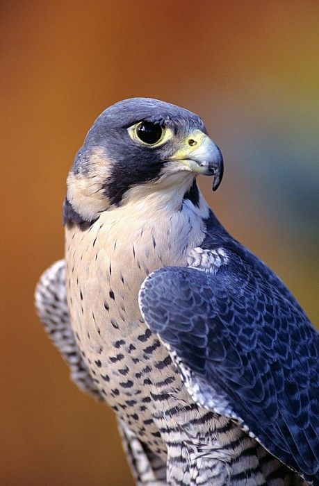 Bird Fact of the Day — Peregrine Falcons are Stupid Fast. Audobon Birds, Bird Printables, Bird Kite, Wild Birds Unlimited, Young Jeezy, Birds For Sale, Jeannie Mai, Bird Quotes, Jeezy