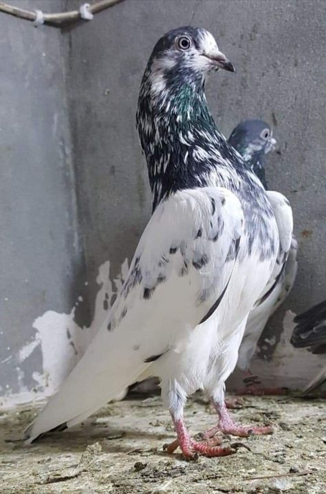 Pin by Waheed on High Flayer & Different Breeds of Pakistani Pigeons | Pigeon pictures, Pigeons for sale, Pigeon breeds Racing Pigeons For Sale, Pakistani Pigeon, High Flying Pigeons, Farrow And Ball Pigeon, Pigeon Stretch, Fancy Pigeons, Pigeons For Sale, Paint Birds, Baby Pigeon