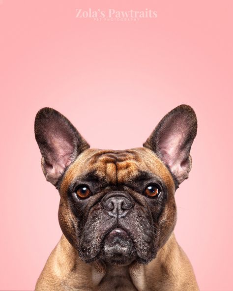 Photo Dog Ideas, Dogs Studio Photography, Dog Headshot Photography, Puppy Studio Photography, Fun Dog Photoshoot, Studio Pet Photography, Dog Studio Photoshoot, Dog Photoshoot Studio, Frenchie Photoshoot