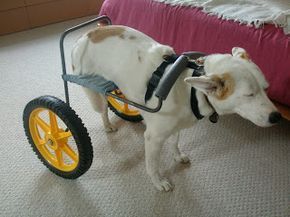 Diy Dog Wheelchair, Paralyzed Dog, Dog Wheelchair, Dogs Accessories, Disabled Dog, Wheel Chair, By Any Means Necessary, Diy Dog, Diy Stuffed Animals