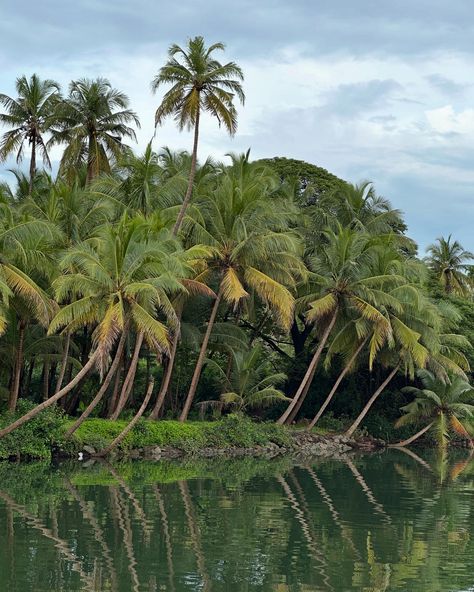 Coconut trees line up over the backwaters in Kerala. Truly mesmerising display of nature! #keralabackwaters #godsowncountry #coconuttrees #naturelovers #wanderlustkerala Natural Vegetation, Kerala Nature, Kerala Backwaters, Coconut Trees, Tree Line, Coconut Tree, Kerala, Coconut, Trees