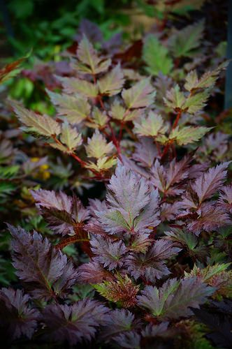 Astilbe 'Delft Lace' (Dark leaf) | by Karl Gercens Vascular Plant, Lawn And Garden, Shade Garden, Raised Garden, Herb Garden, Delft, Plant Care, Dark Side, Buzzfeed