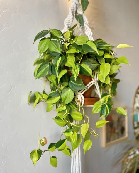 As a plant parent, I know I’m not supposed to have a favorite plant child…but, I mean….come on. Look at her!! She’s my favorite. There, I said it!! 🤫Please don’t tell my other plants. Do you have a favorite plant? #philodendronbrasil #plantmom #houseplants #philodendron #hausplants #plantsplantsplants #plantsmakepeoplehappy #plantlady #plantparenthood Plant Parenthood, Plant Parent, April 3, Plant Mom, Plant Lady, I Said, Bathrooms, I Know, My Favorite