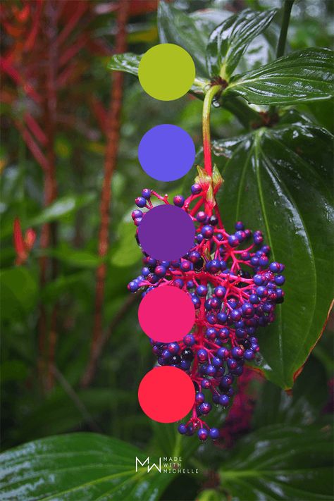 purple berries Bright Color Pallets Inspiration, Colours In Nature, Unusual Color Palettes, Bold Color Combinations, Nature Inspired Color Palette, Interesting Color Palettes, Hawaii Color Palette, Color Schemes Bright, Pretty Color Combinations