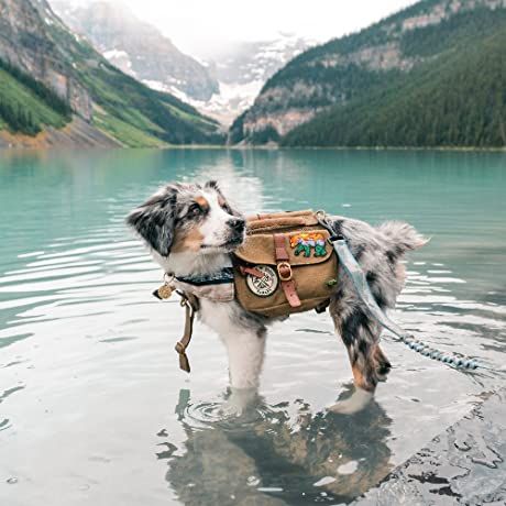 Aussie Doodle, Ewolucje Eevee, Camping Dog, Cute Dogs Images, Energy Booster, Aussie Puppies, Aussie Dogs, Dog Things, Cute Dog Photos