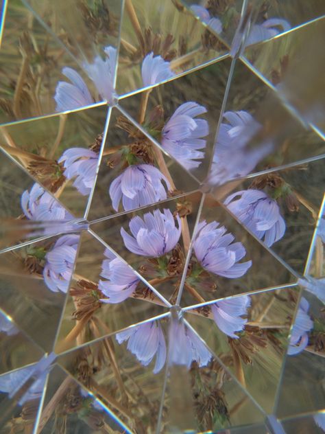 Lilac flowers with a cool prism photography kaleidoscope effect Photography Lessons Tutorials, Drill Dance, Prism Photography, Distortion Photography, Digital Photography Lessons, A Level Photography, Reflection Photography, Photography Themes, Kaleidoscopes