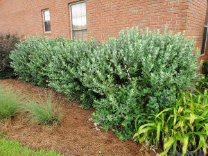 Pineapple Guava: An Outstanding Florida-Friendly Shrub | Gardening in the Panhandle Guava Images, Pineapple Guava Tree, Guava Plant, Tomato Pruning, Pineapple Guava, Guava Tree, Berry Bushes, Specimen Trees, Crape Myrtle