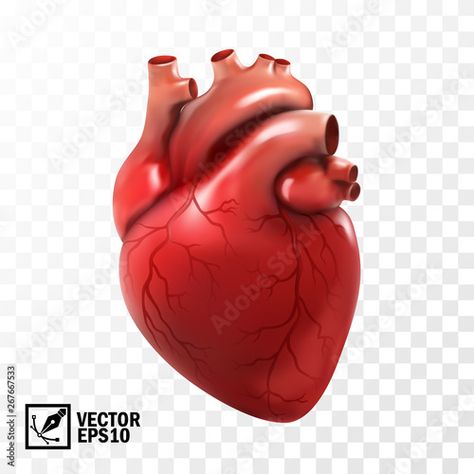 Stock Image: 3d realistic vector isolated human heart. Anatomically correct heart with venous system Eyeball Anatomy, Heart Images Hd, Anatomically Correct Heart, Heart Wallpaper Hd, Human Heart Anatomy, Human Pictures, Heart Anatomy, Heart Vector, Human Human