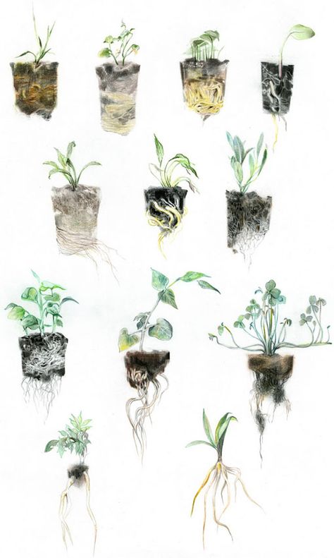 junyi wu Illustration Botanique, Art Et Illustration, Botanical Drawings, Plant Illustration, Art And Illustration, Plant Art, Of Wallpaper, Botanical Illustration, Botanical Art