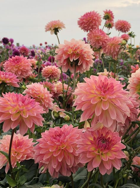 Dalia Flower, Flower Guide, Cut Flower Garden, Nothing But Flowers, Wildflower Garden, Flower Therapy, Peach Flowers, Dahlia Flower, Deco Floral