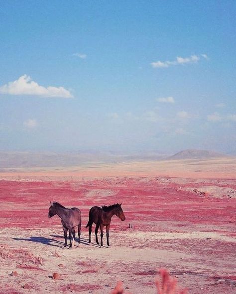 Sheena Miyake on Instagram: "🍡via @aemrekoktas @ad_magazine #emrekoktas #innervoice" Rose Palette, Pink Horse, World Photography Day, Horse Wallpaper, Horse Aesthetic, Vegan Nail Polish, Wallpaper Pink, Animal Skin, Horse Photography