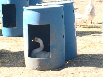 Time to Prepare Those Duck and Goose Nests! - Goose, Duck, Chicken, Game Bird Hatchery | Metzer Farms, California Goose Shelter Ideas, Goose Coop Diy, Duck Nesting Boxes Diy, Geese Coop Ideas, Goose Nesting Box Ideas, Goose Pen Ideas, Diy Goose House, Goose Nesting Boxes, Goose House Ideas