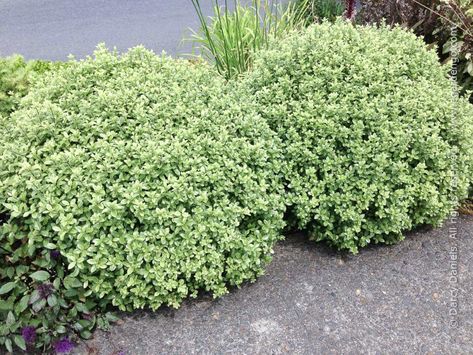 Pittosporum tenuifolium 'Golf Ball' Hamptons Front Garden, Garden Shrubs Evergreen, Pittosporum Tenuifolium, Courtyard Plants, Pool Plants, Back Garden Design, Garden Shrubs, Sun Plants, Mediterranean Garden