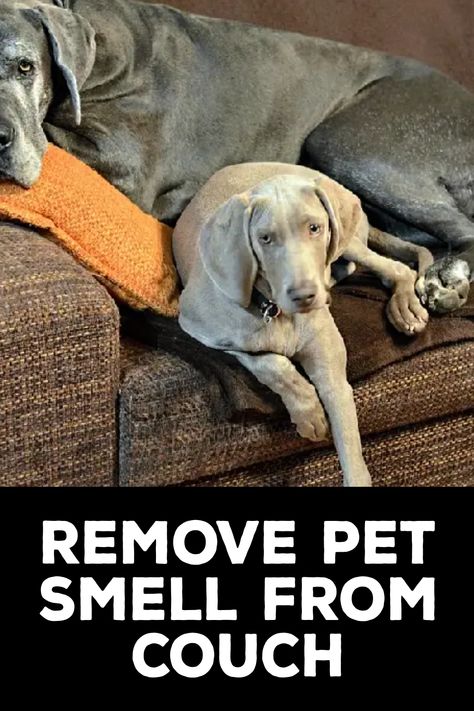 How to Remove Pet Smell From Couch How To Get Animal Pee Smell Out Of Couch, Remove Pet Odor From Couch, Couch Smell Remover, Get Dog Smell Out Of Couch, Couch Odor Remover, Couch Freshener Diy, Remove Urine Smell From Couch, Remove Dog Smell From Couch, Pet Odor Out Of Couch