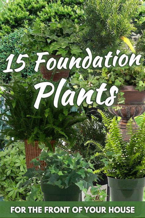 15 Foundation Plants For The Front Of Your House - Garden Tabs Evergreen Foundation Planting, Front Of House Plants, Foundation Plants, Low Maintenance Landscaping Front Yard, Landscaping Around House, Front Yard Plants, Front Flower Beds, Porch Plants, Outside Plants