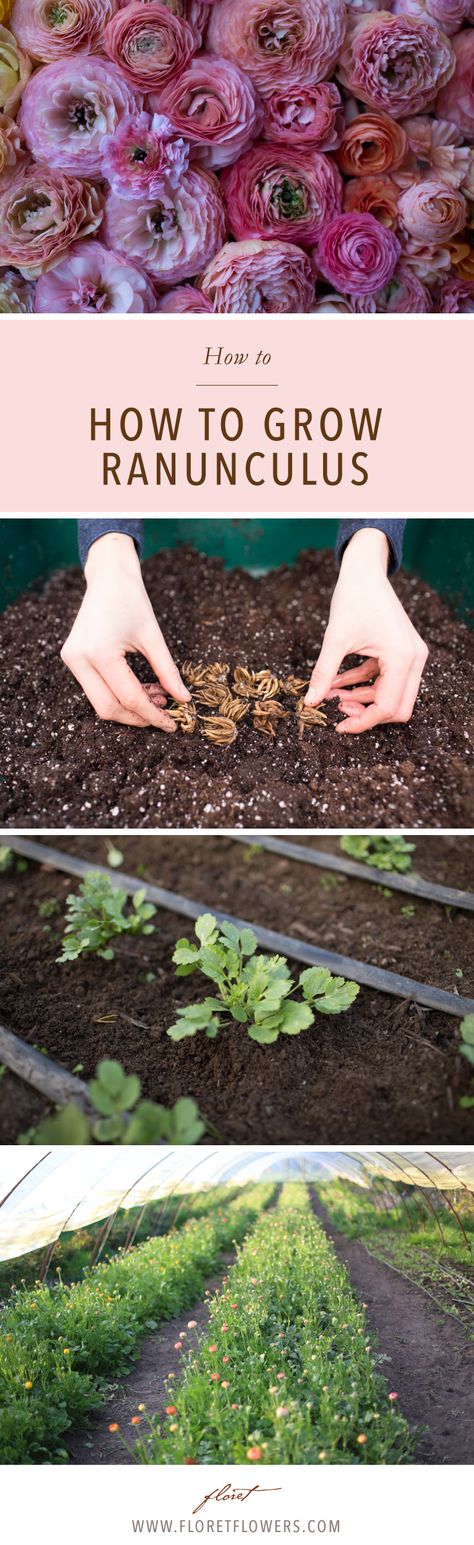 Grow Ranunculus, Farmer Florist, Garden Farming, Ranunculus Garden, Growing Tulips, Cut Flower Farm, Growing Dahlias, Flowers Gardening, Cut Flower Garden