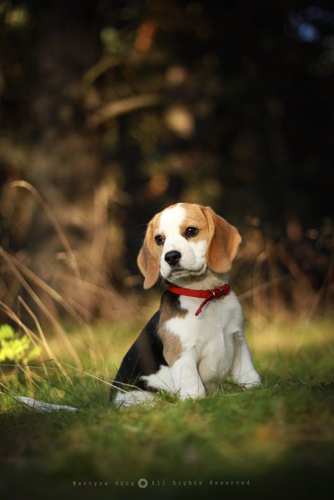 Haiwan Comel, Dog Shock Collar, Anak Haiwan, Cute Beagles, Very Cute Dogs, Cute Dog Pictures, Beagle Puppy, Beagle Dog