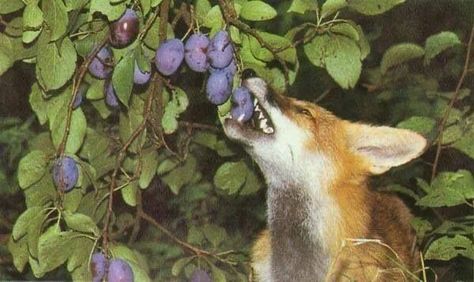 Film photo of a fox eating grapes, beautiful and surreal and poetic. I love it's fangs and the purple and green and fox copper red Gato Grande, Pretty Animals, Wild Dogs, Cute Fox, Red Fox, 귀여운 동물, Beautiful Creatures, Animal Kingdom, A Tree