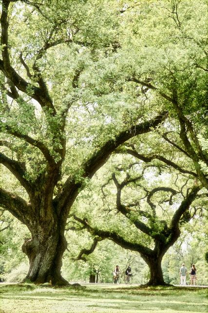 AUDUBON PARK / Majestic Oaks Countryside Photography, Large Trees, Drawing Hair, Oak Trees, Tree Line, Nature Tree, New Orleans Louisiana, Tree Forest, Alam Yang Indah