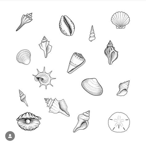 $60 sea shells by @hitzink ! Book online! Link in bio to heiless booking! Sea Shell Illustration Drawings, Small Sea Inspired Tattoos, Shells Tattoo Ideas, Wave And Shell Tattoo, Cone Shell Tattoo, Sand Dollar Tattoo Fine Line, Nautalis Shell Tattoo, Fine Line Seashell Tattoo, Beach Ocean Tattoo