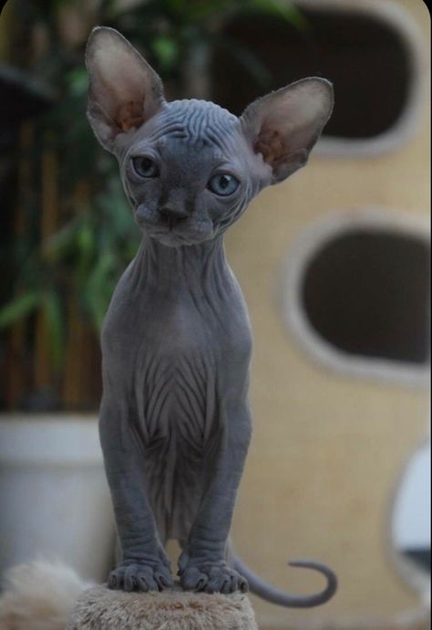 Cute Hairless Cat, World Cat Day, Sphynx Cats, Sphinx Cat, World Cat, Hairless Cat, Sphynx Cat, Scratching Post, Sphynx