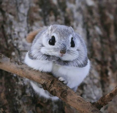 Japanese Flying Squirrel, White Squirrel, Flying Squirrels, Tattoo Nature, Flying Squirrel, Cute Squirrel, Bf Material, Unusual Animals, Rare Animals