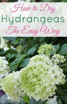 Your guide to drying hydrangeas. It doesn't get easier than this! Chartreuse Flowers, Drying Hydrangeas, Hydrangea Limelight, Limelight Hydrangeas, Do It Yourself Decoration, Hydrangea Care, Dried Hydrangeas, Growing Hydrangeas, Garden Fun