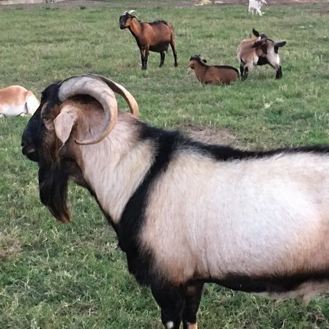 Holtz Farms Spanish Goats Kiko Goats, Farm Animals, Dream Life, Goats, Dates, Birds, For Sale, Animals