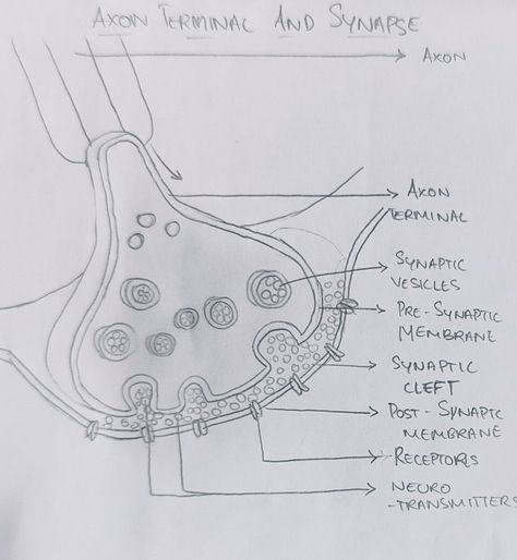 Explore the fascinating world of the , a comprehensive guide that delves into the intricate web of neural pathways that shape our thoughts, emotions, and behaviors. This insightful resource unravels the mysteries of how our brain communicates, offering valuable insights into enhancing cognitive function and emotional intelligence. Neuromuscular Junction Diagram, Coordination And Response Biology Notes, Neuron Sketch, Synapse Diagram, Synapse Neurons, Alevel Biology, Chemical Synapse, Neuron Structure, Dental Treats For Dogs