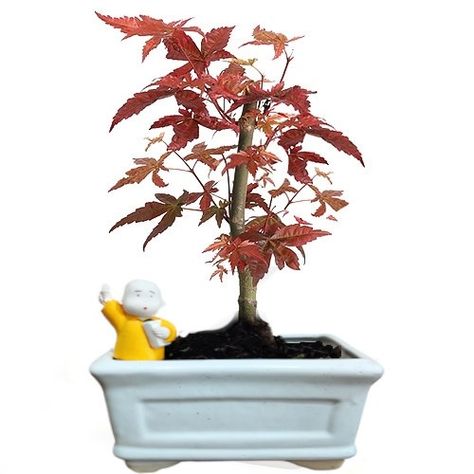 Are you dreaming of growing a Japanese maple bonsai at home? But are you also confused about how to plant a Japanese maple bonsai? Well, we got you covered, gardeners! Many bonsai gardeners have a soft spot in their hearts for Japanese maples, and why not? They are the ideal specimen tree with gorgeous summer […] Japanese Maple Bonsai Tree, Japanese Maple Tree Care, Bonsai Maple Tree, Acer Palmatum Katsura, Japanese Maple Bonsai, Tree Types, Japanese Bonsai Tree, Maple Bonsai, Bonsai Tree Types