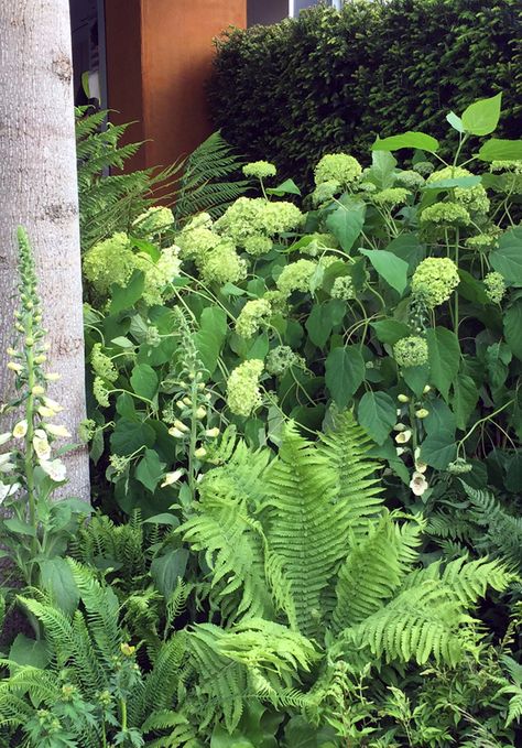 Hydrangea And Ferns, Hydrangea Japanese Garden, Ferns And Hydrangeas, Cottage Front Garden, Cor Ten Steel, Planting Combinations, Shade Landscaping, Annabelle Hydrangea, Flower Garden Plans